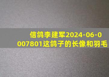 信鸽李建军2024-06-0007801这鸽子的长像和羽毛